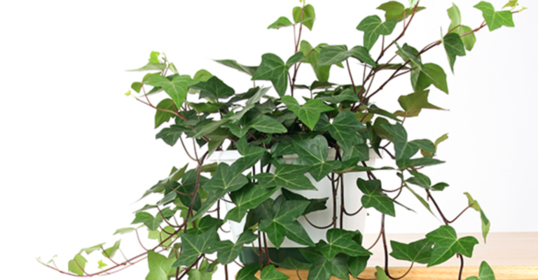 11 Houseplants That Are Almost Impossible To Kill