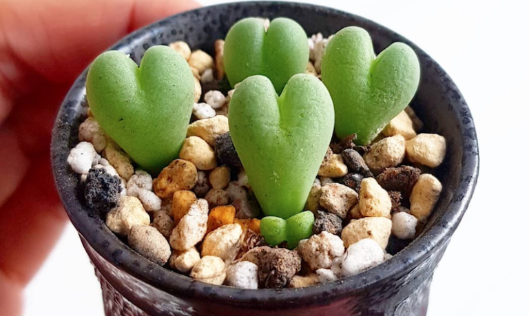 You Will Fall In Love With These Heart-Shaped Succulents