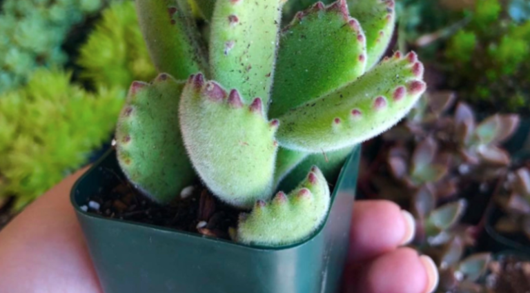 These Adorable Succulents Look Like Tiny Bear Paws