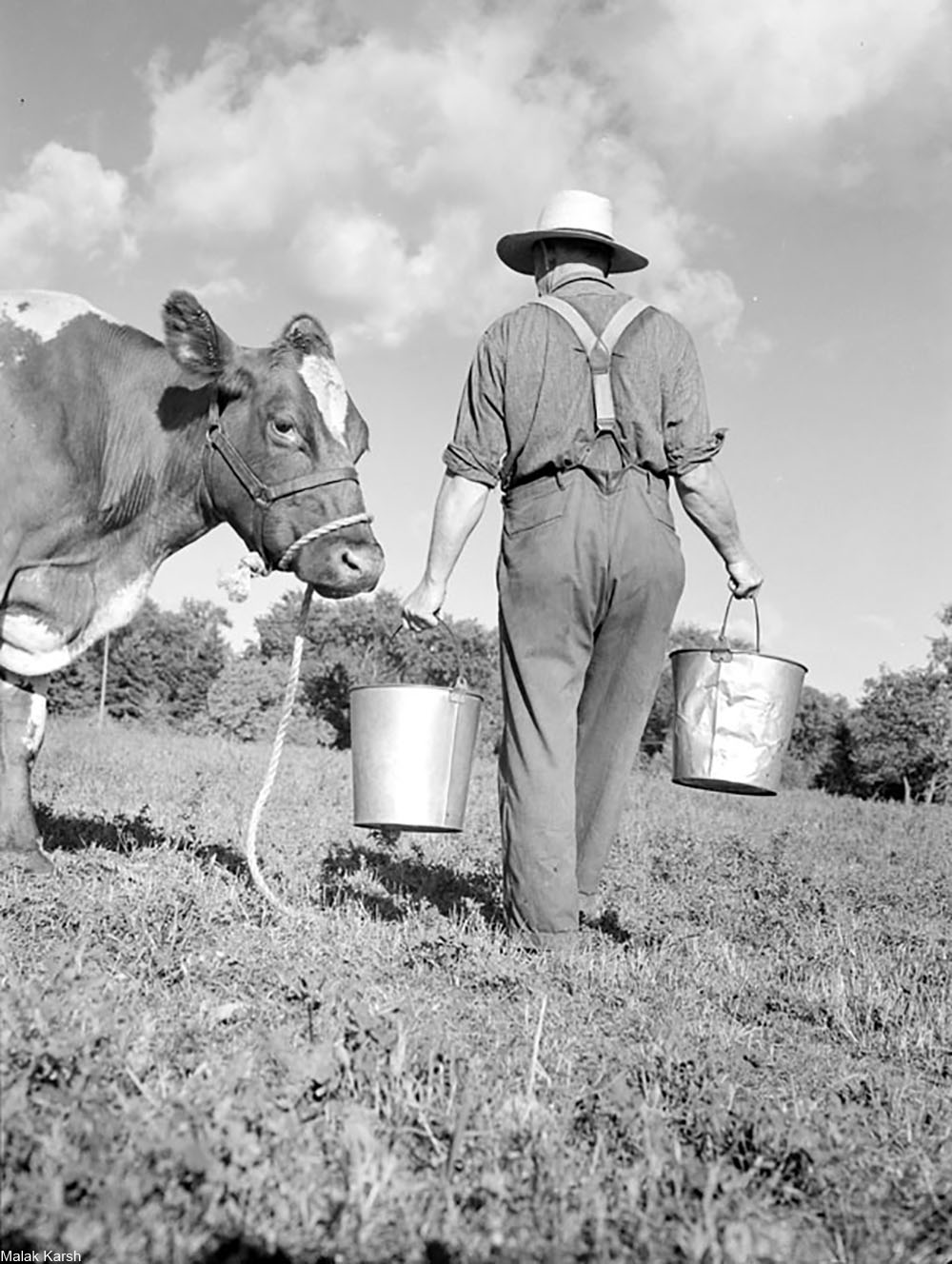 collecting milk in buckets after hand milking cows, black and white photo