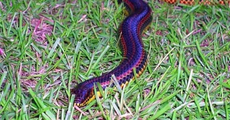 The First Rainbow Snake Since 1969 Spotted In Florida’s Ocala National Forest