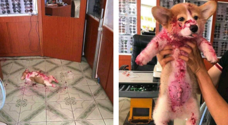 Owner Freaks Out For A Moment When She Finds Her Dog In A ‘Pool Of Blood’ After Eating Dragonfruit