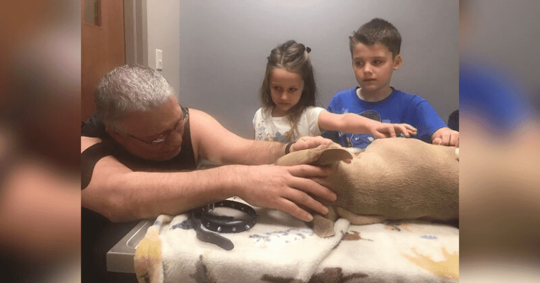Pit Bull Dies Protecting Kids From A Dangerous Snake