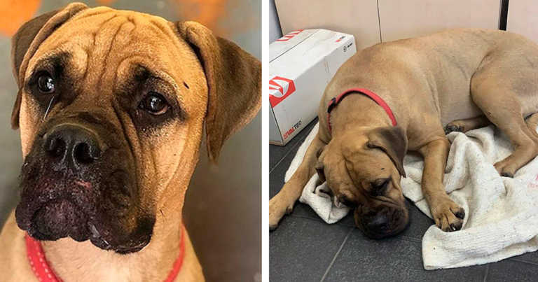 Faithful Dog Who Was Rejected Escapes Train And Walks 125 Miles To Get Back To Her Owner
