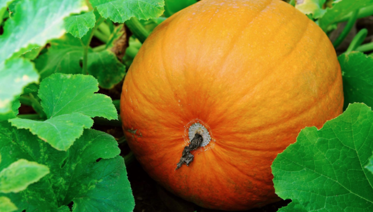 The Best Time To Plant Pumpkin Seeds So They’re Fully Grown By Halloween