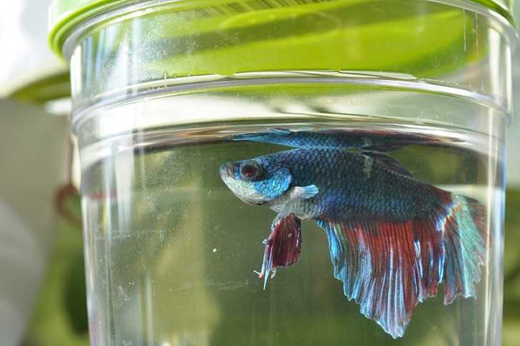 Betta fish cost walmart sale