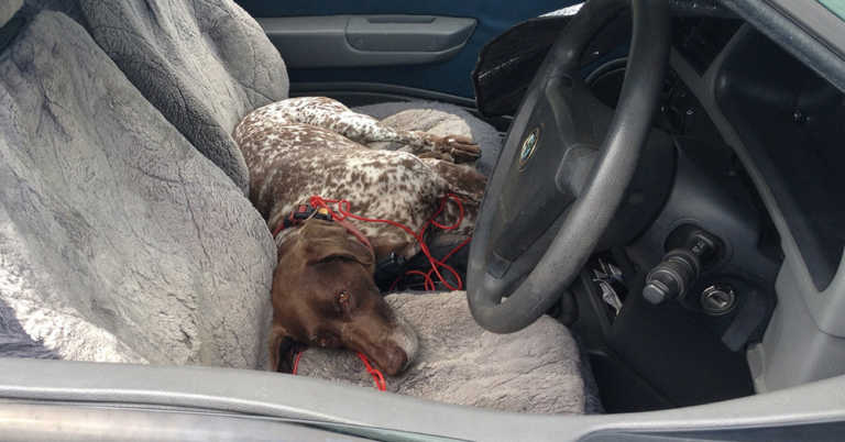 Man Arrested After Leaving Dog To Die In A Locked, Unventilated Car
