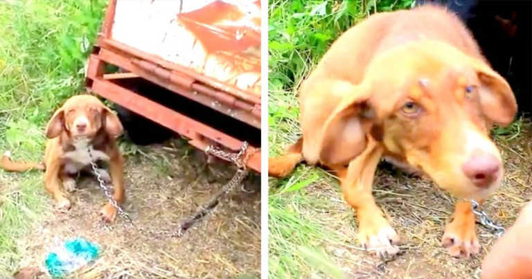 Owner Chained His ‘Diseased’ Puppy To An Old Truck And Left Him To Starve For Ten Days