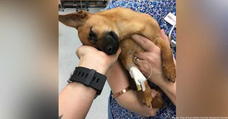Pup Found In Car Suffering From Heroin Overdose Finds Forever Home