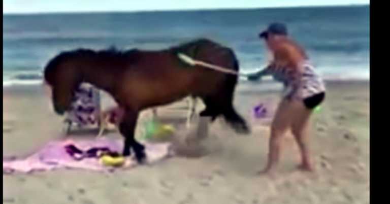 Woman Hits Wild Assateague Horse With Shovel, But Horse Kicks Back