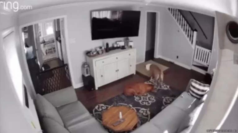 Dog Caught On Camera Bringing Over The Bed So His Sick Brother Can Rest