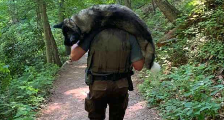Park Ranger Rescues Dehydrated Dog And Carries Him To Safety