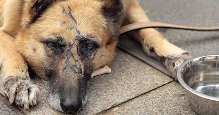 Here’s What You Should Do If You Witness Animal Cruelty Or Neglect