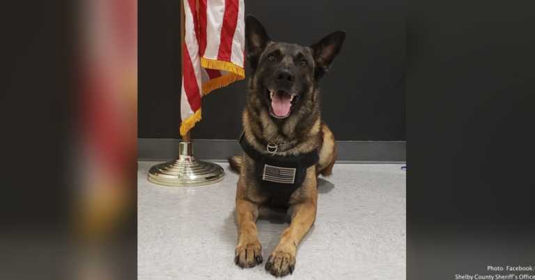 K-9 Finds Missing Toddler In Under 10 Minutes