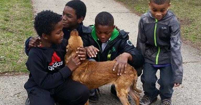 Four Boys Save Skinny Abandoned Dog Tied With Bungee Cords