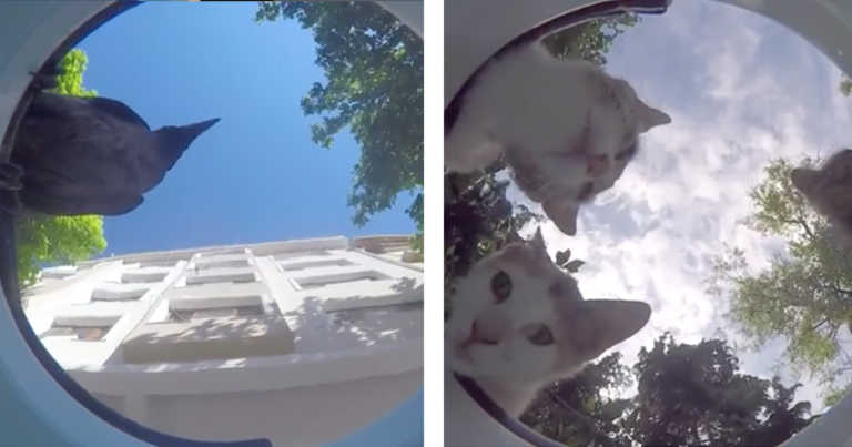 Man Places A Camera Inside A Water Bowl For Stray Animals