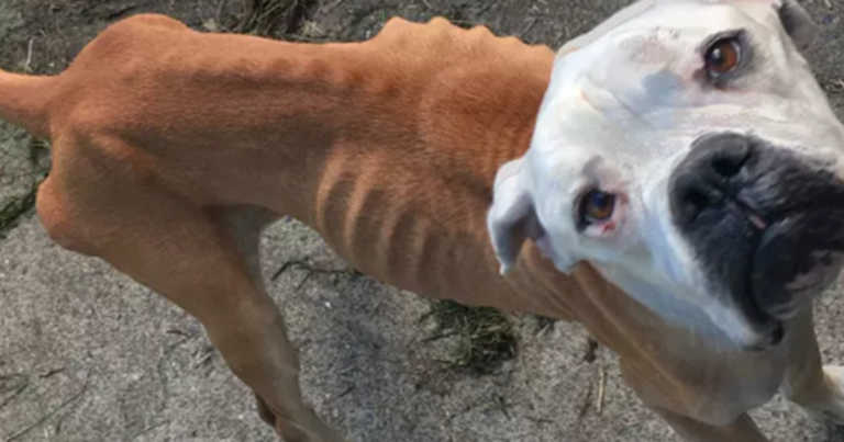 Woman Banned For Life From Owning Pets After Severely Neglecting Her Dog