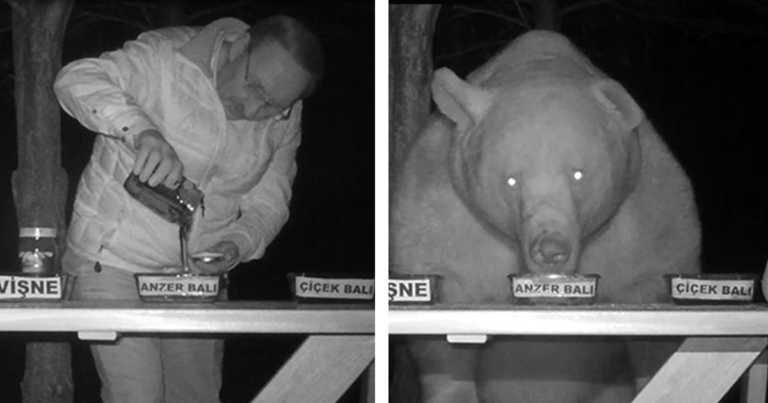 Family Of Bears Kept Stealing Man’s Honey So He Turns Them Into Taste Testers