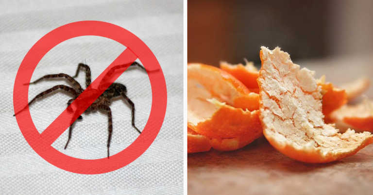 5 All-Natural Ways to Get Rid of Spiders