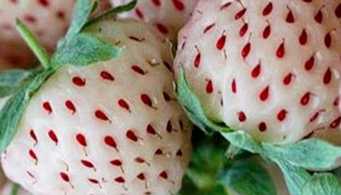 ‘Pineberries’ Look Just Like Strawberries And Taste Like Pineapples