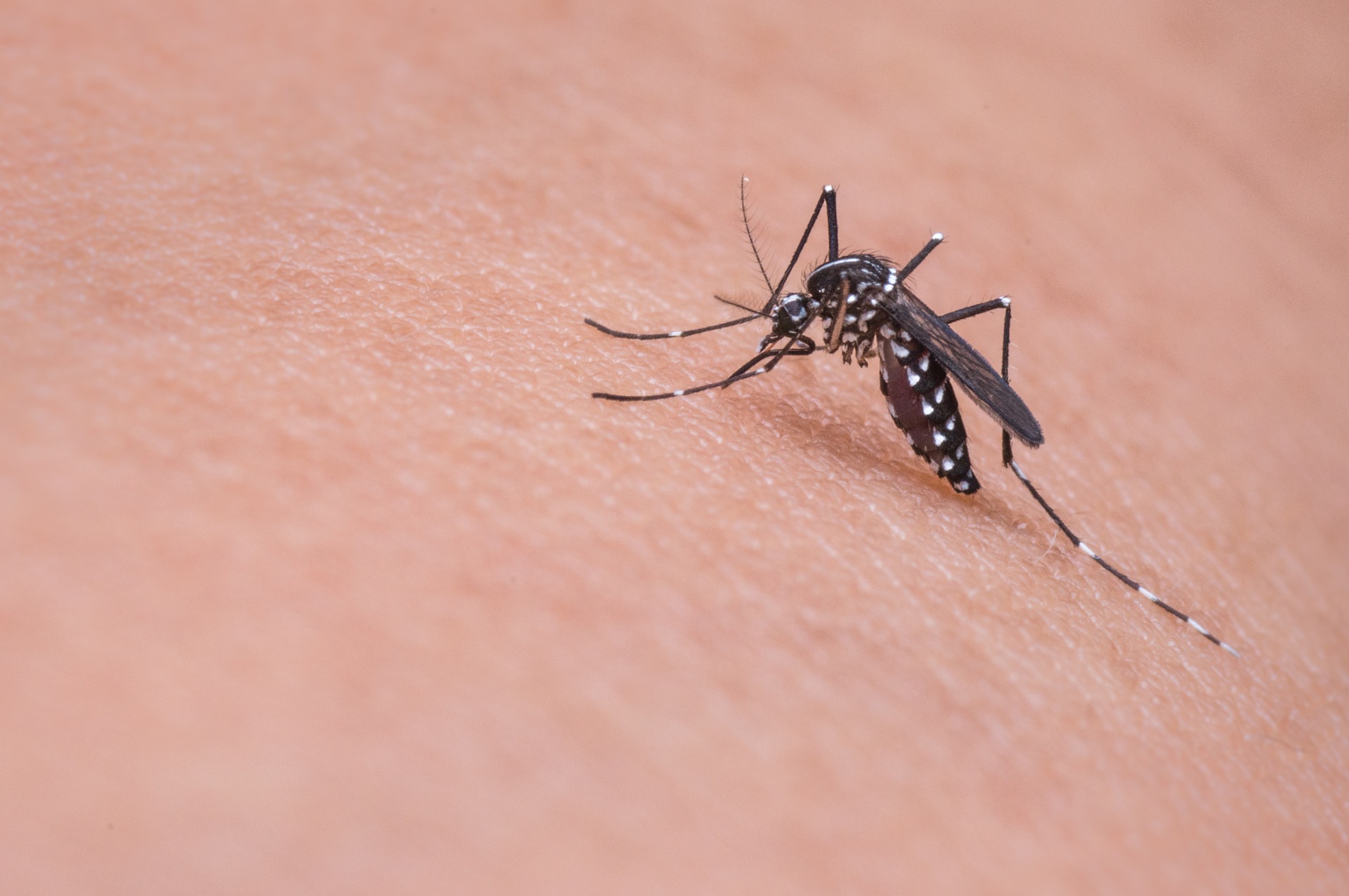 homemade mosquito 2 liter bottle