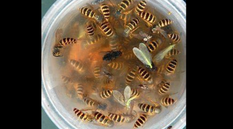 How To Easily Rid Your Yard Of Wasps