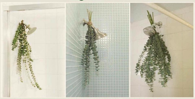 Why You Should Hang Eucalyptus In The Shower