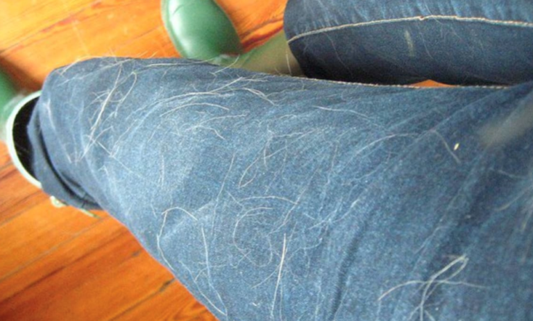 How To Easily Remove Pet Hair From Your Clothing