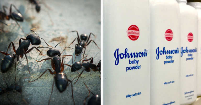 5 Ways to Eliminate Ants Organically