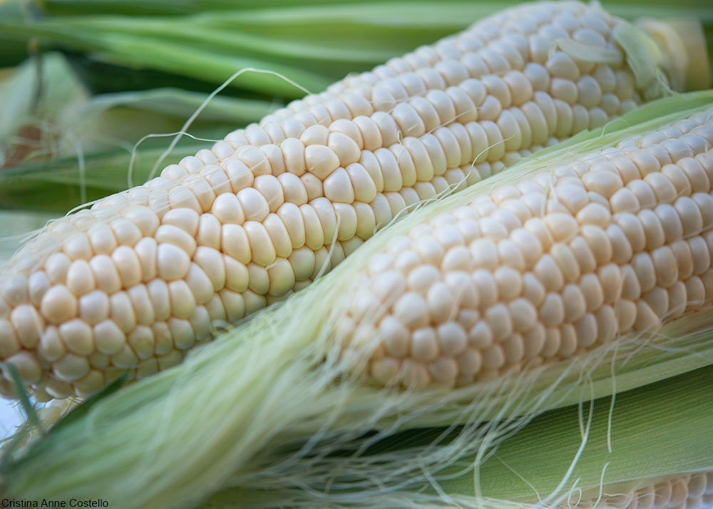 corn cobs still in their husks
