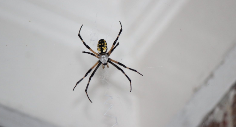 Why You Shouldn’t Kill Spiders Around Your Home