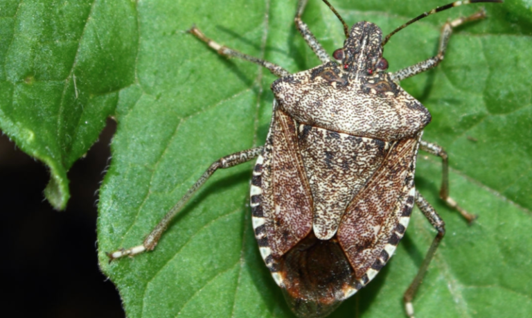 Make An Easy DIY Spray To Keep Stink Bugs Away From Your House