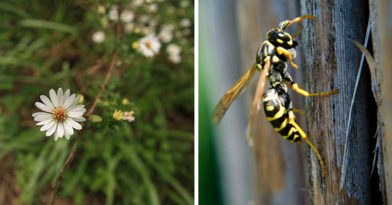Top 5 Plants for Repelling Wasps