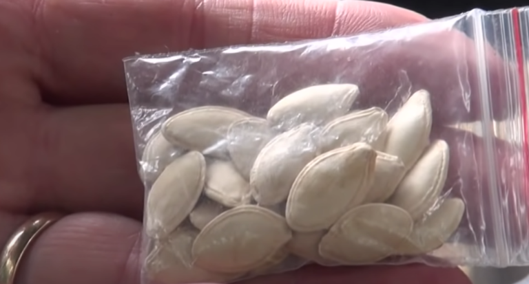 Arkansas Man Plants Some Of Those Mysterious Seeds From China
