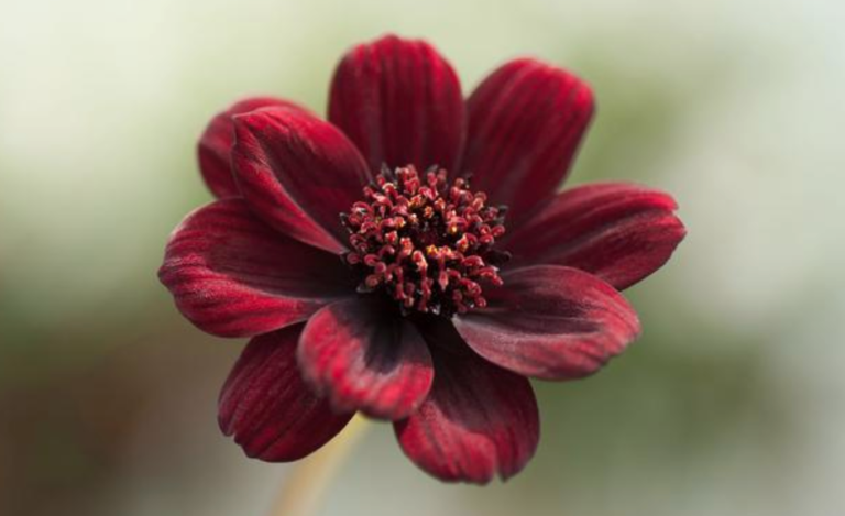 Chocolate Cosmo Flowers Smell Like Red Velvet Cake