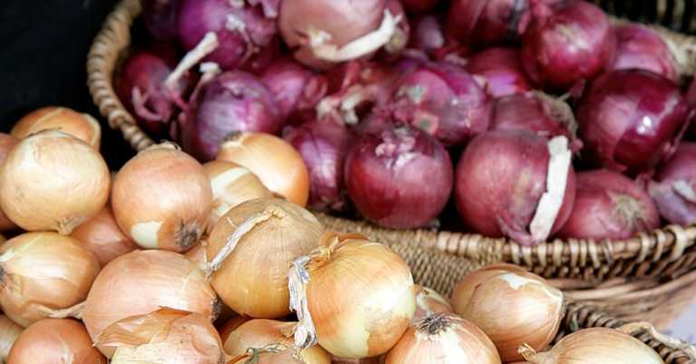 Recall of Red, White, and Yellow Onions Contaminated with Salmonella