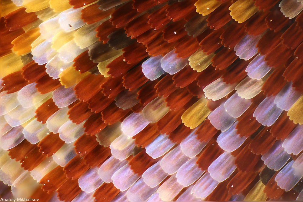 butterfly wing under a microscope
