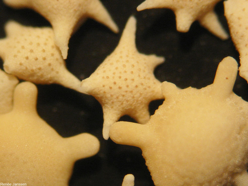 star sand from Japan