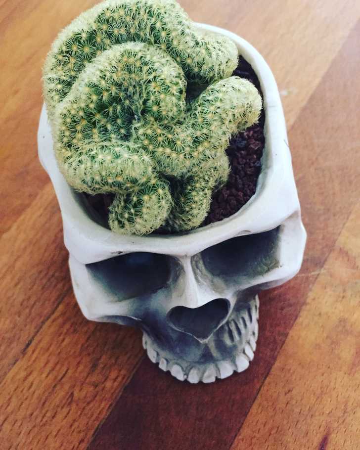 Creepy ‘Brain’ Succulents Are Perfect For Halloween 12 Tomatoes