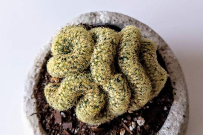 Creepy ‘Brain’ Succulents Are Perfect For Halloween