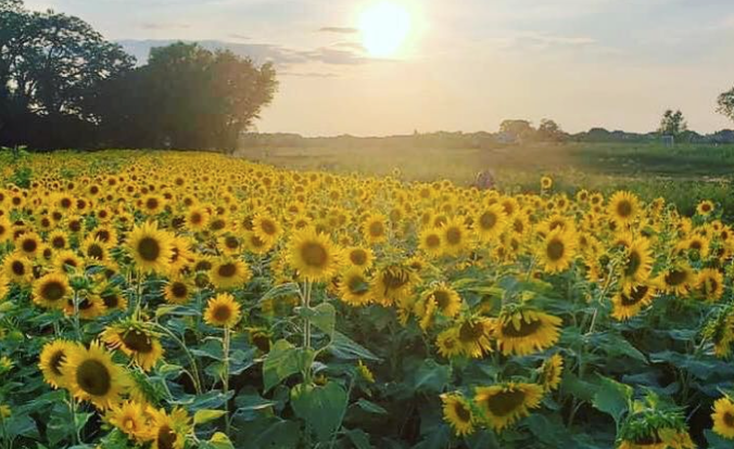 A Farmer Planted Over 2 Million Sunflowers To Bring Joy To People Amid The Coronavirus