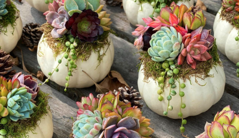 Succulent Pumpkins Are Trending For Halloween This Fall
