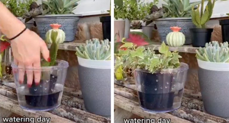 TikTok Hack Shows A Different Way To Water Your Plants