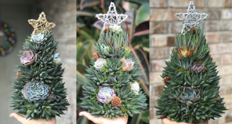People Are Making Christmas Trees Out Of Succulents This Holiday Season