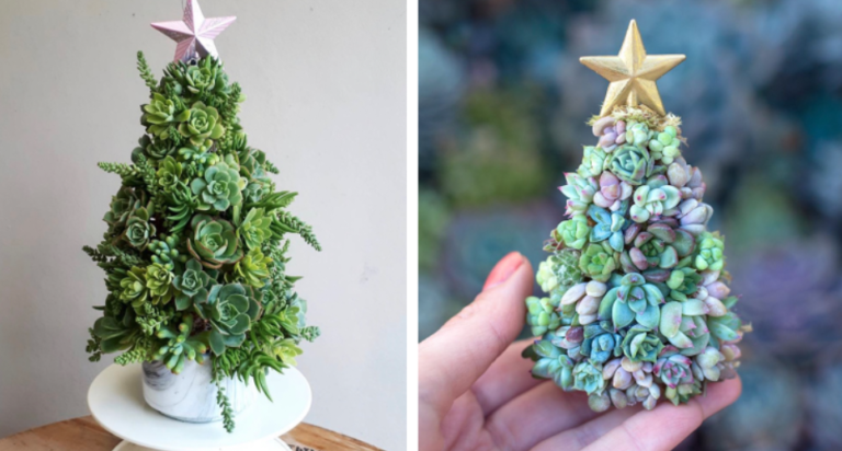 How To Make A Succulent Christmas Tree