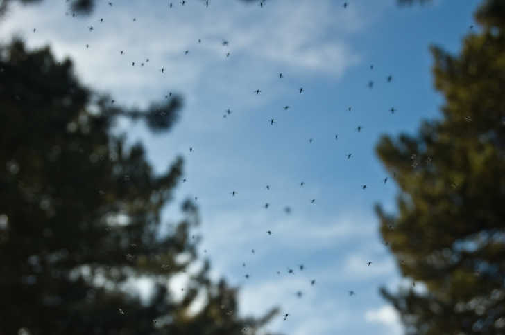 🍃 3-Ingredient DIY Gnat Killer: 🚫 Say Goodbye to Pesky Gnats!