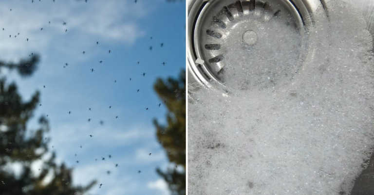 Get Rid Of Gnats With Just 3 Common Ingredients!