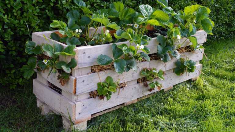 Easily Transform An Old Pallet Into A Strawberry Planter
