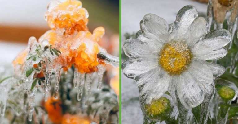 Oklahoma Ice Storm Shows Harsh Beauty of Nature
