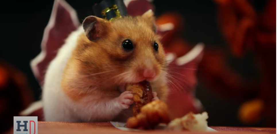 Screenshot 201 - Man Makes A Tiny Thanksgiving Dinner For His Hamster And It’s Too Cute